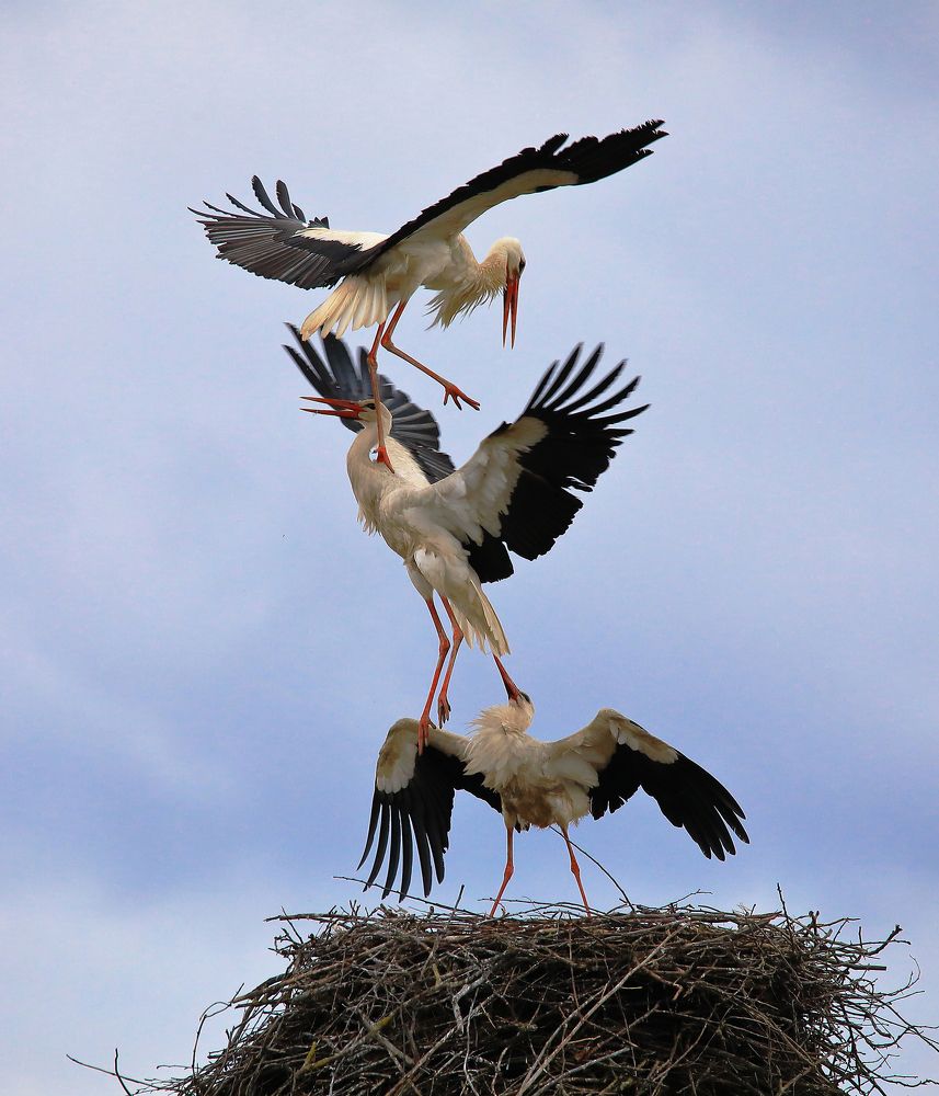 ВОЗДУШНЫЕ  БОИ.