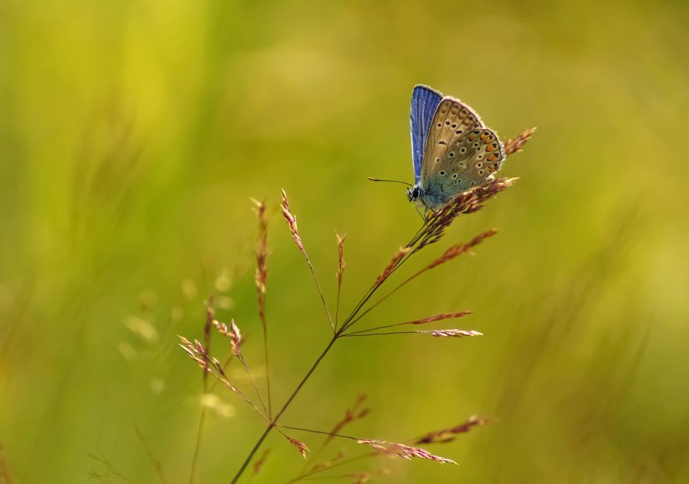 Photograph by Чепленко Алексей