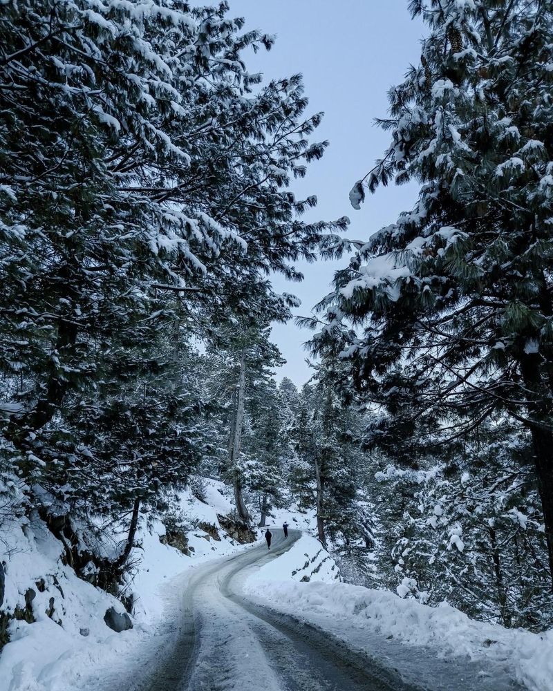 Nature under snow