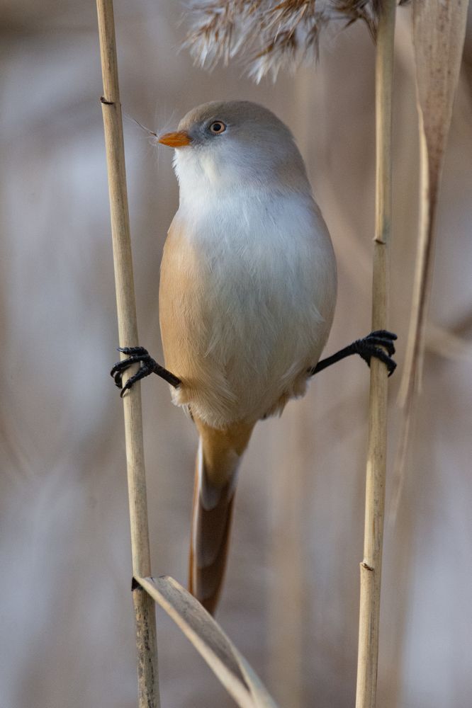 Фотография автора Татьяна Ливеровская
