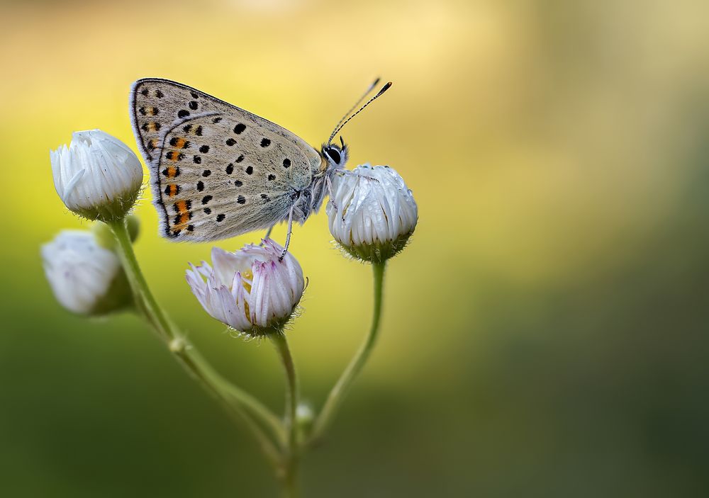 Photograph by Чепленко Алексей