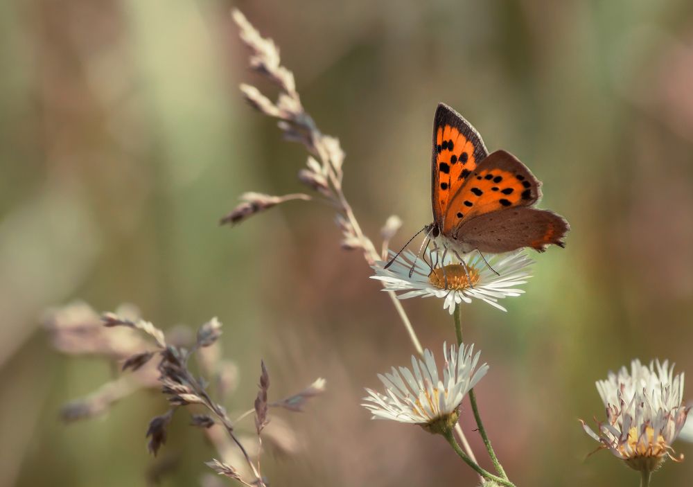 Photograph by Чепленко Алексей