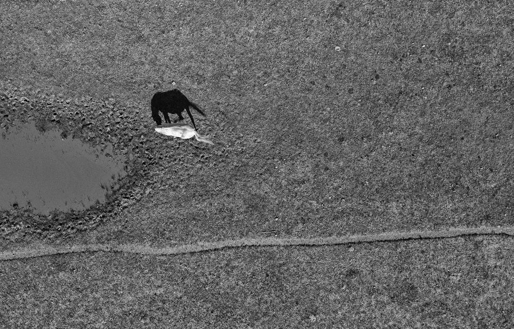 Photograph by Danny Zelener