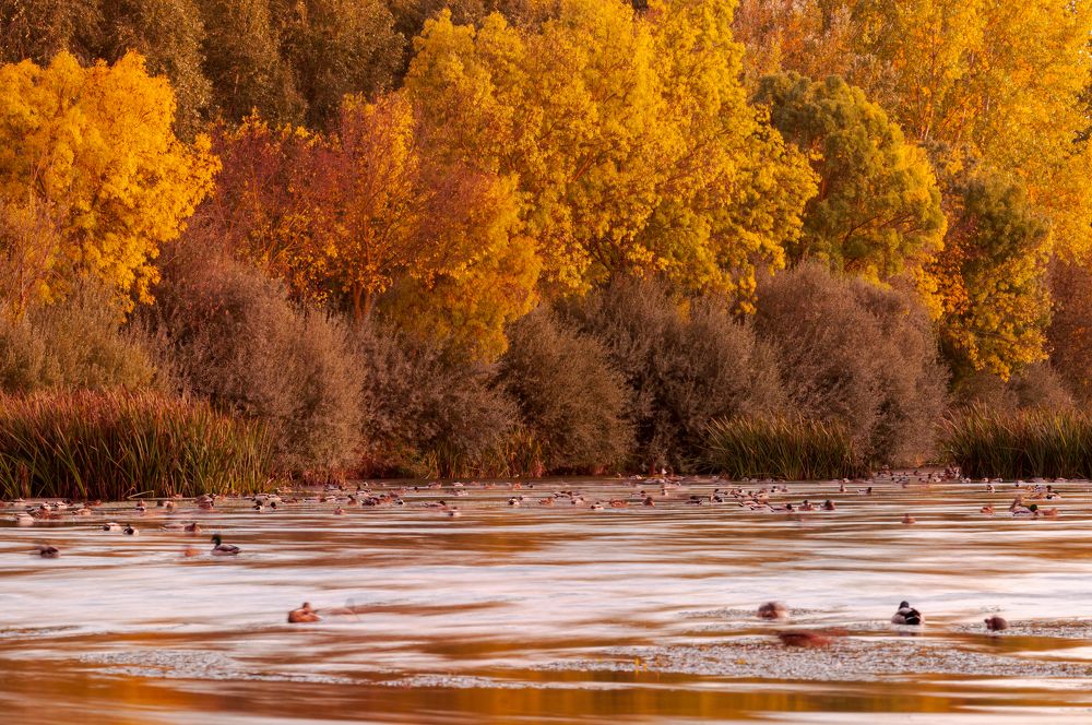 EL PARAISO DE LAS ANADES REALES