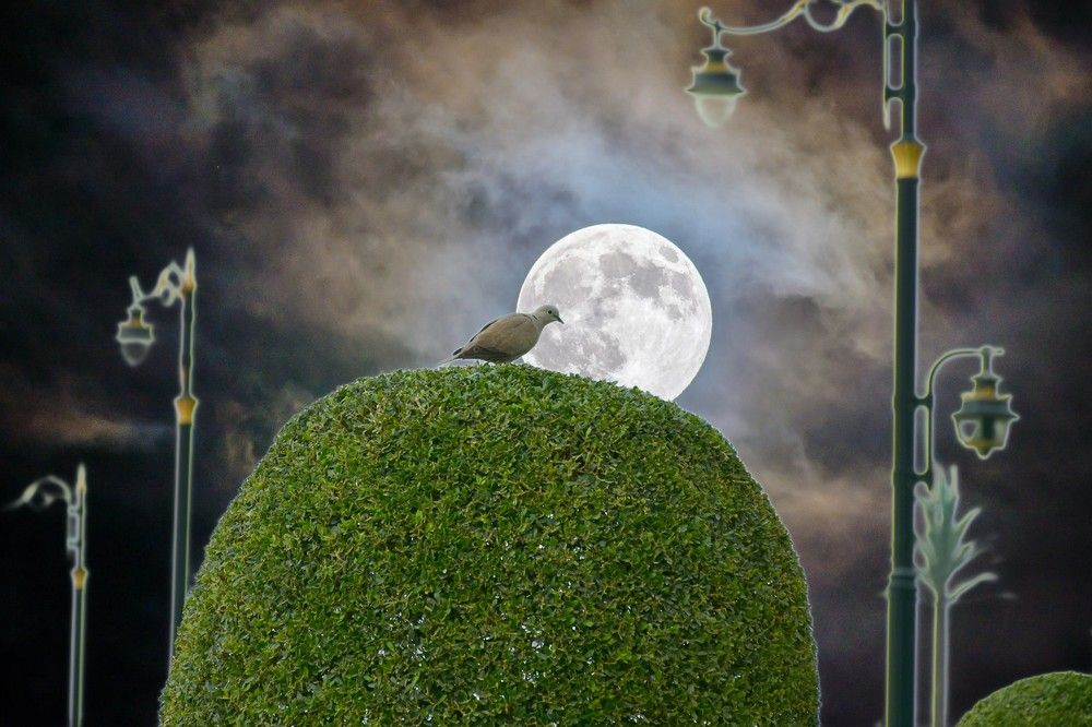 Photograph by Владимир Еремин