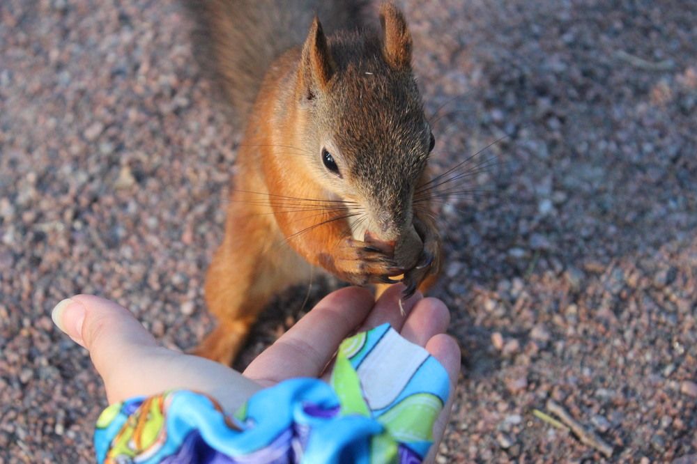 В Погоне За Прекрасным