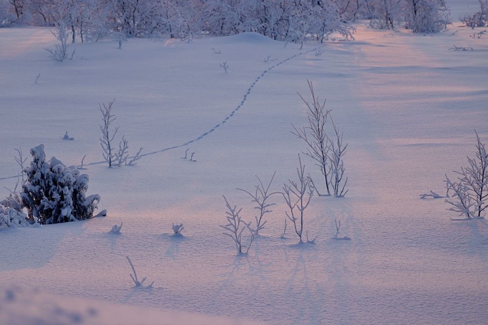 Photograph by Ольга Одаренко