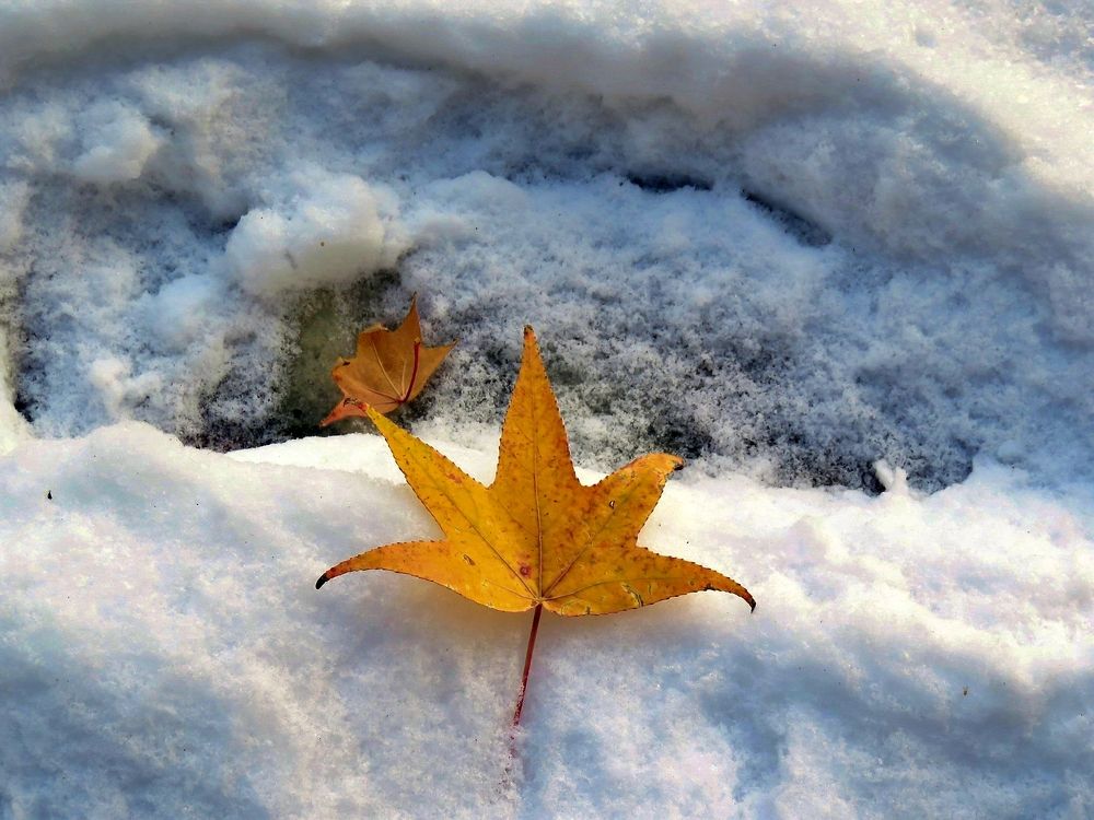 Leaves fallen on the snow
