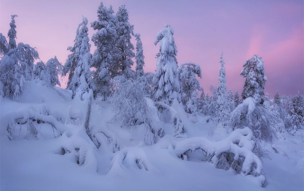 Северный лес