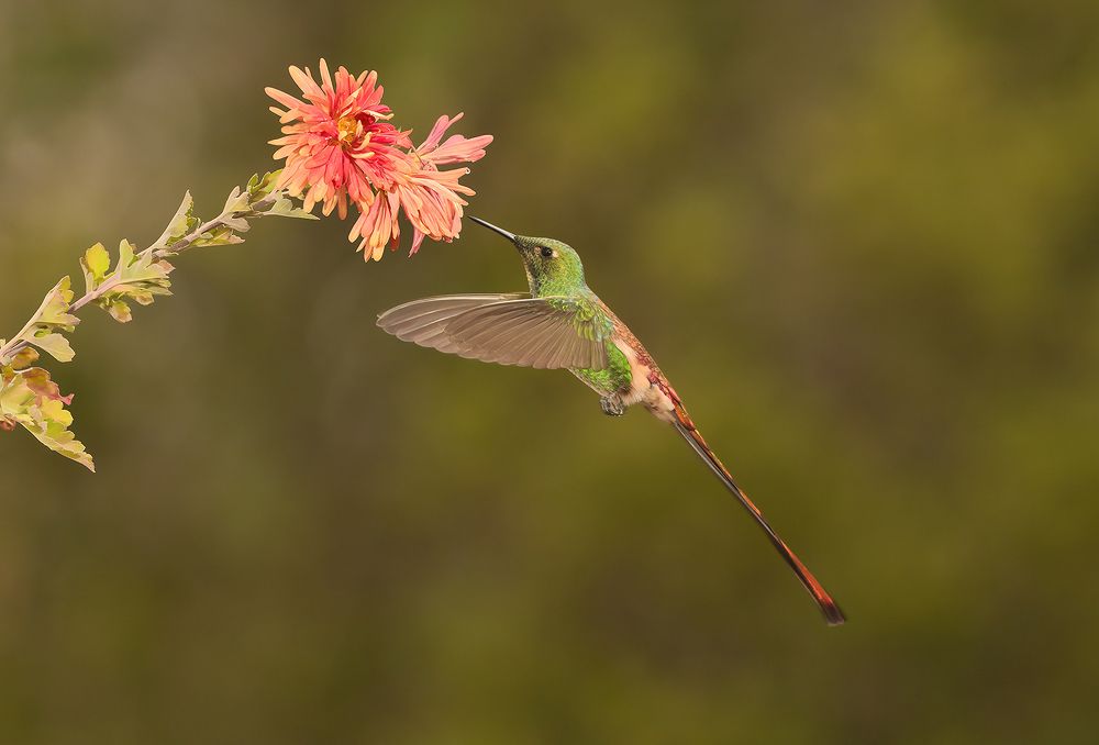 Photograph by Adrian Serniotti