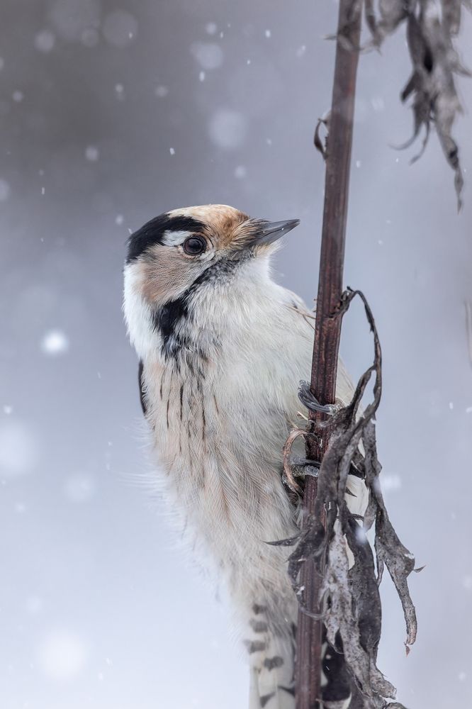 Photograph by Антон Науменко