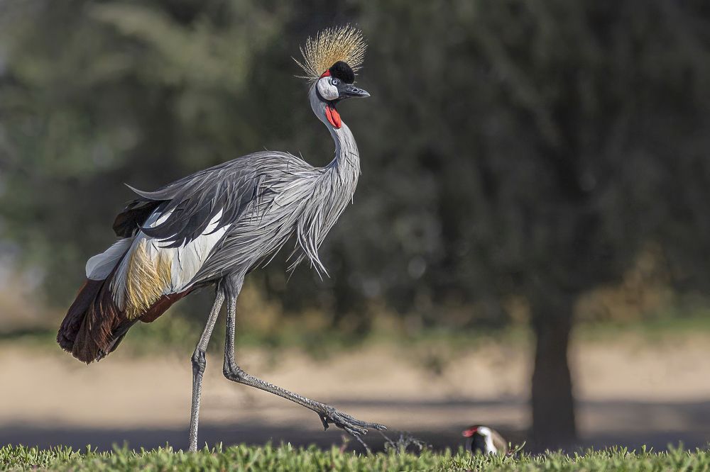 The magnificence of Gray crowned crane.