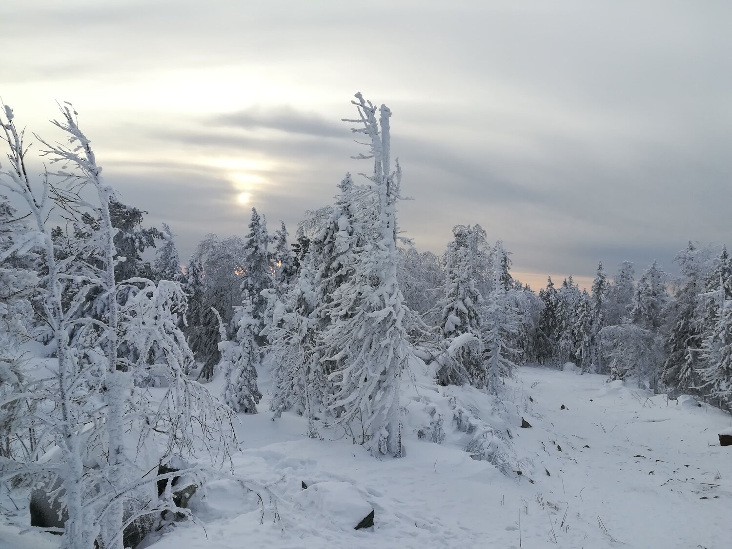 Photo #10017037