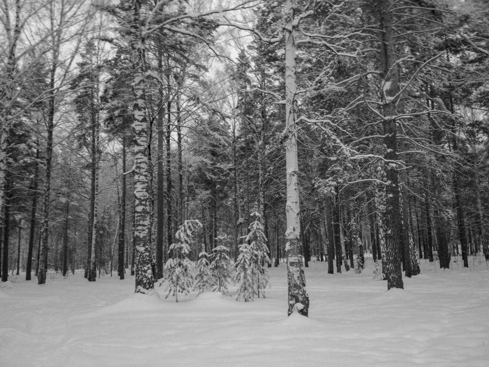 Photograph by Баженова Наталья