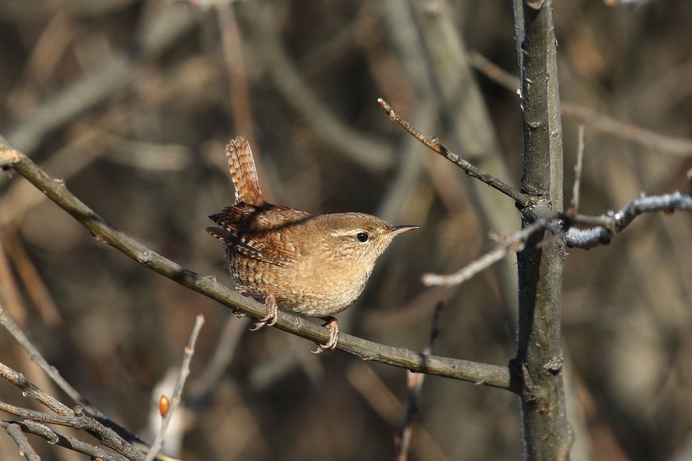 Комаров и мух противник, бойкий, рыженький крапивник.