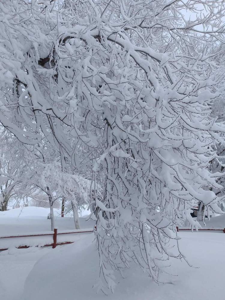 Снежное волшебство