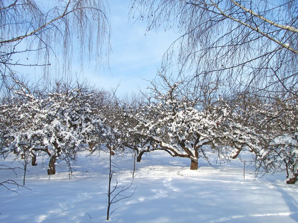 Яблоневый сад зимой