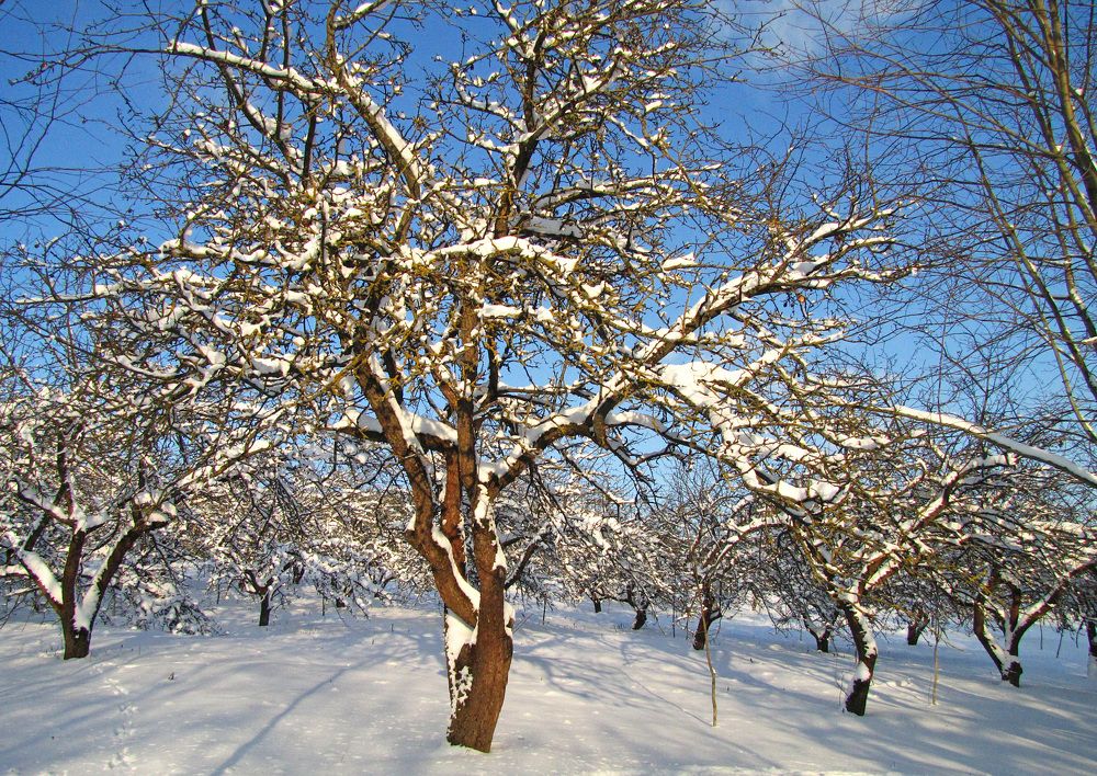 В заснеженном саду
