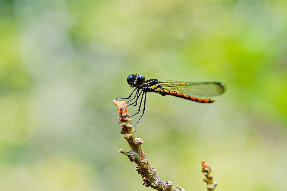 Photograph by Tharindu k