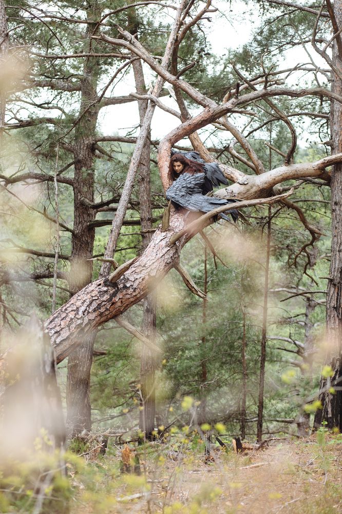 Птица Феникс