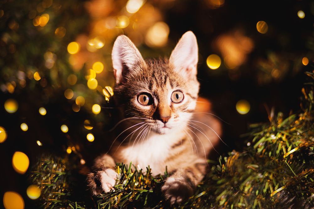 ЖуЖа и новогодние приключения.