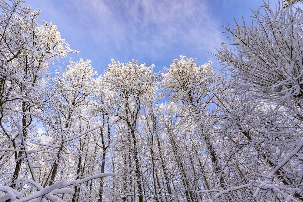 Зимние часовые