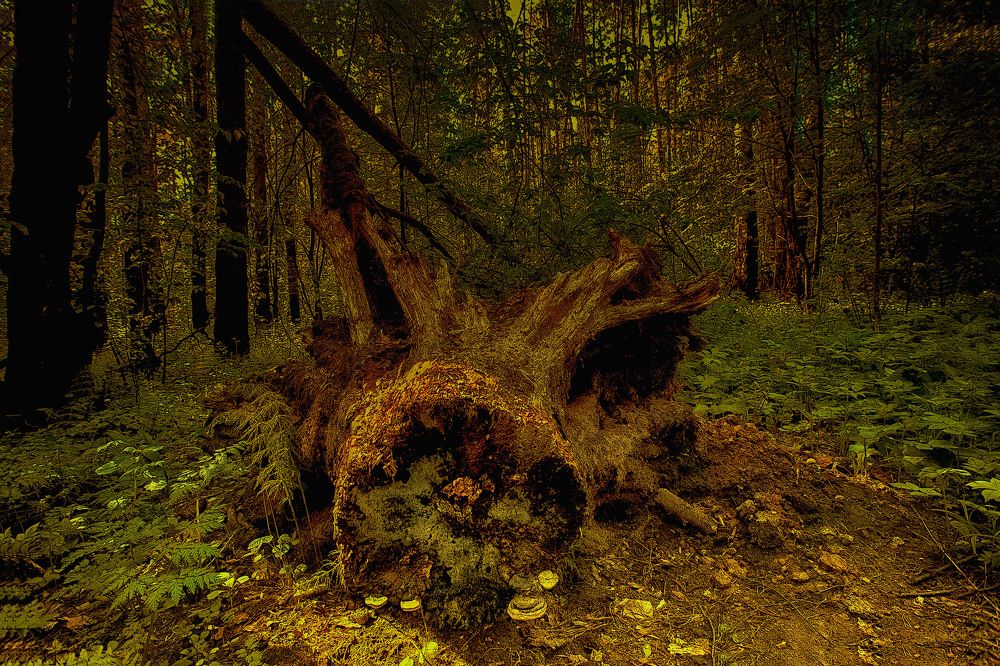 Photograph by Феофанов Николай