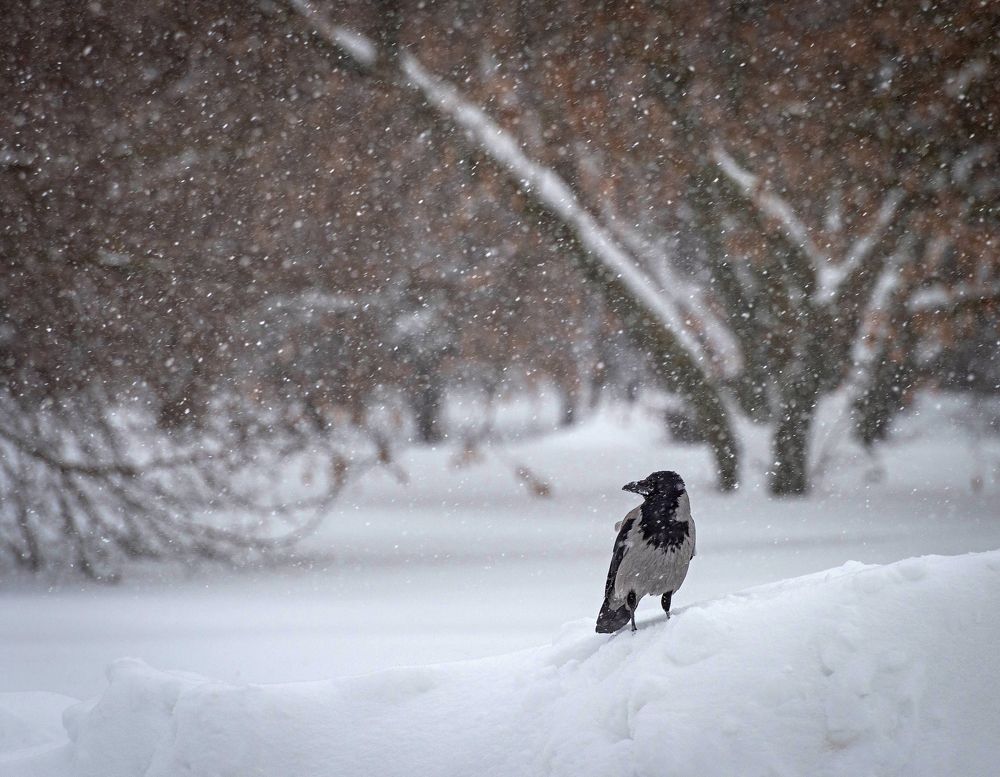 Photograph by Сергей Басов