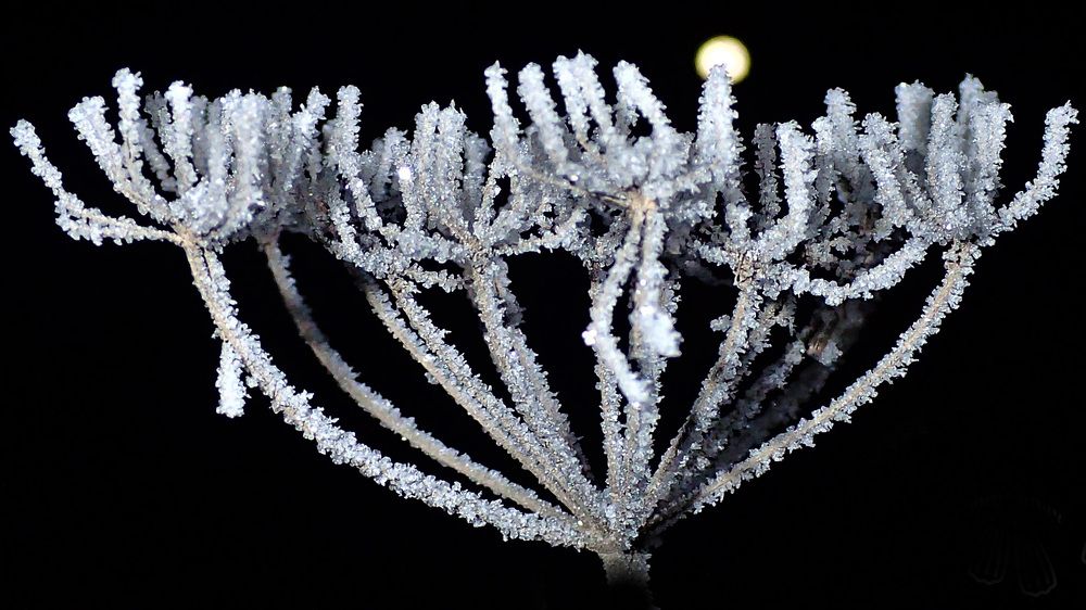 Воплощение холода