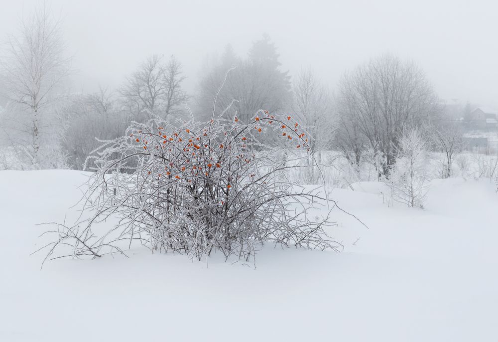 Photograph by Баранов Олег