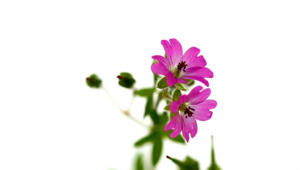 Photograph by Atila Y