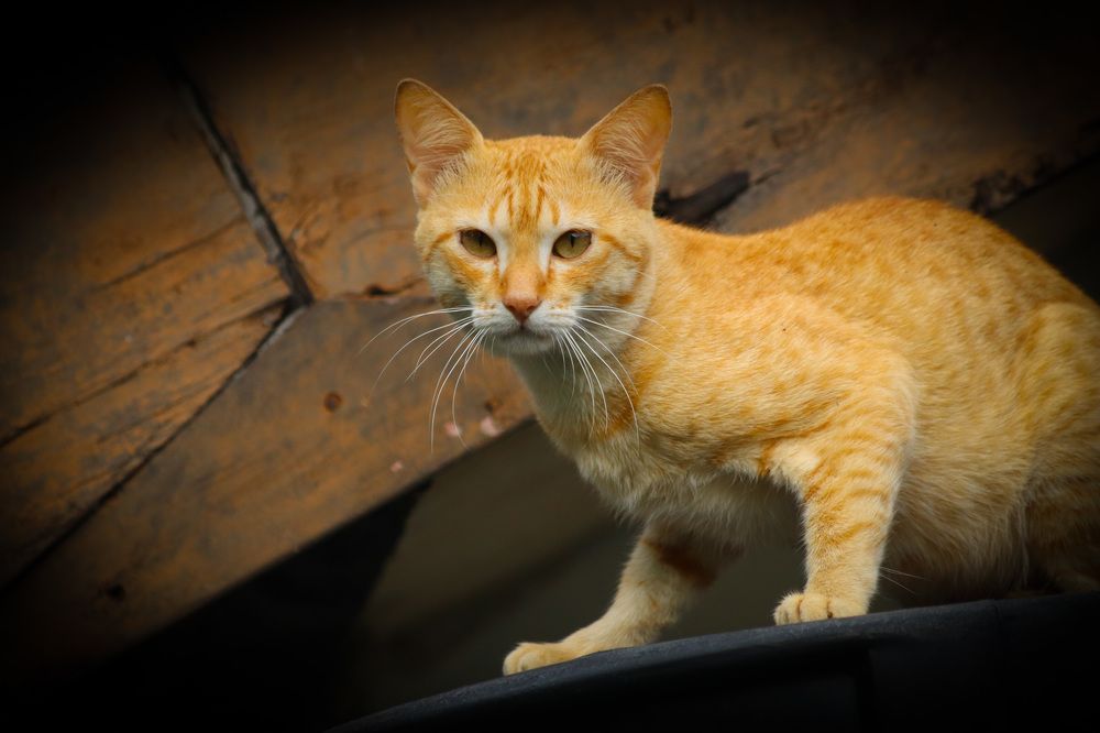 Photograph by Menula Dharmathilake