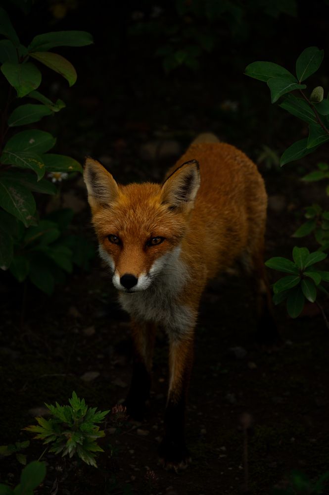 Photograph by Вика Нова