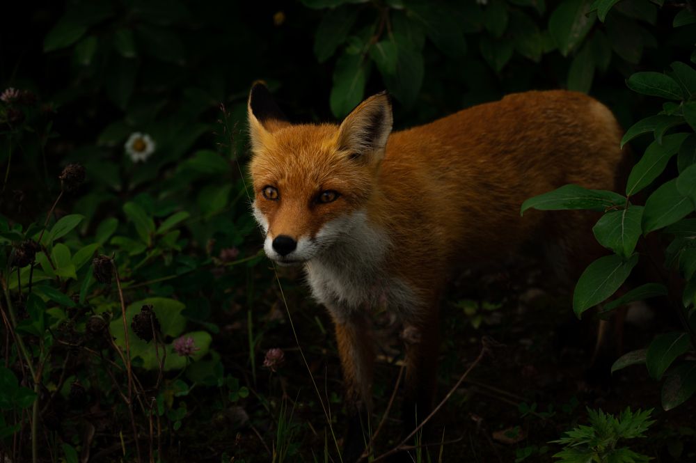 Photograph by Вика Нова