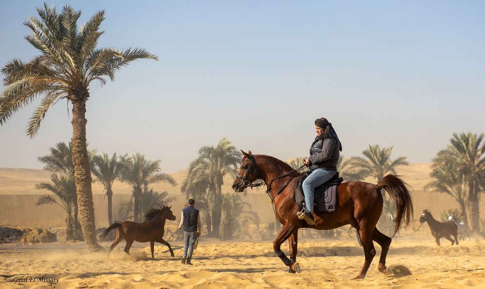 Photograph by Galal Missary