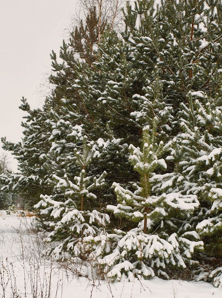 Photograph by Светлана Сафонова