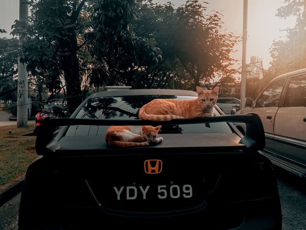 Purr-fect Parking Spot