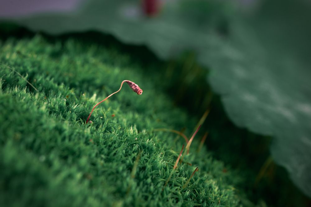 Photograph by Дмитрий Купцов