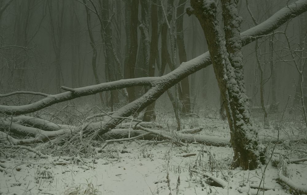 Туманное утро