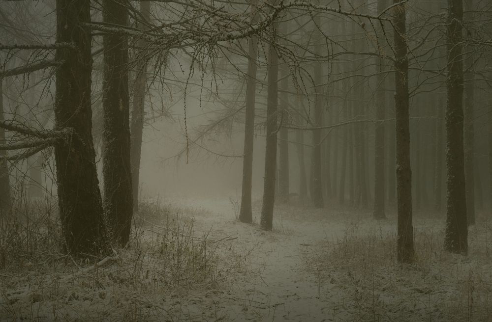 Туманное утро