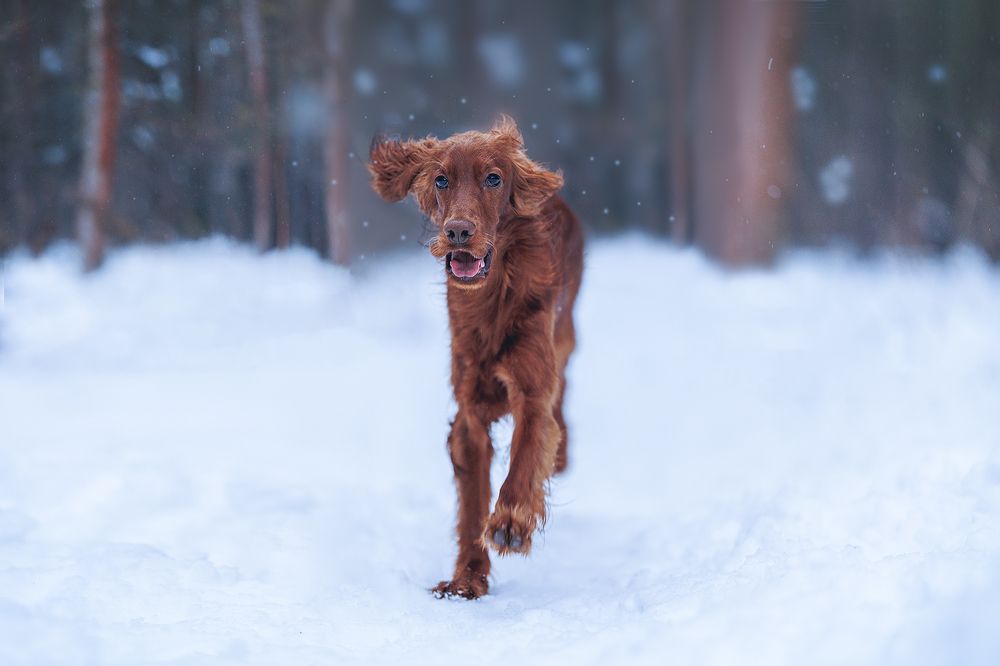 Photograph by Шитиков Владимир