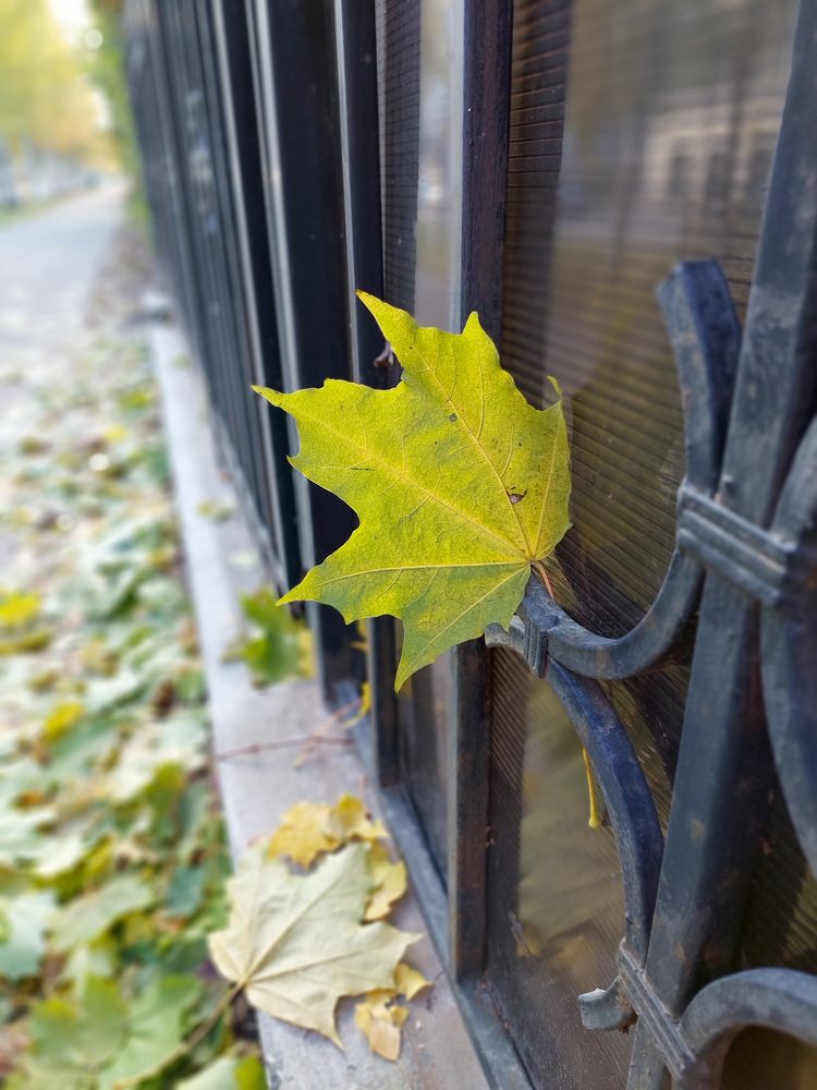 Фотография автора Светлана Дунаева