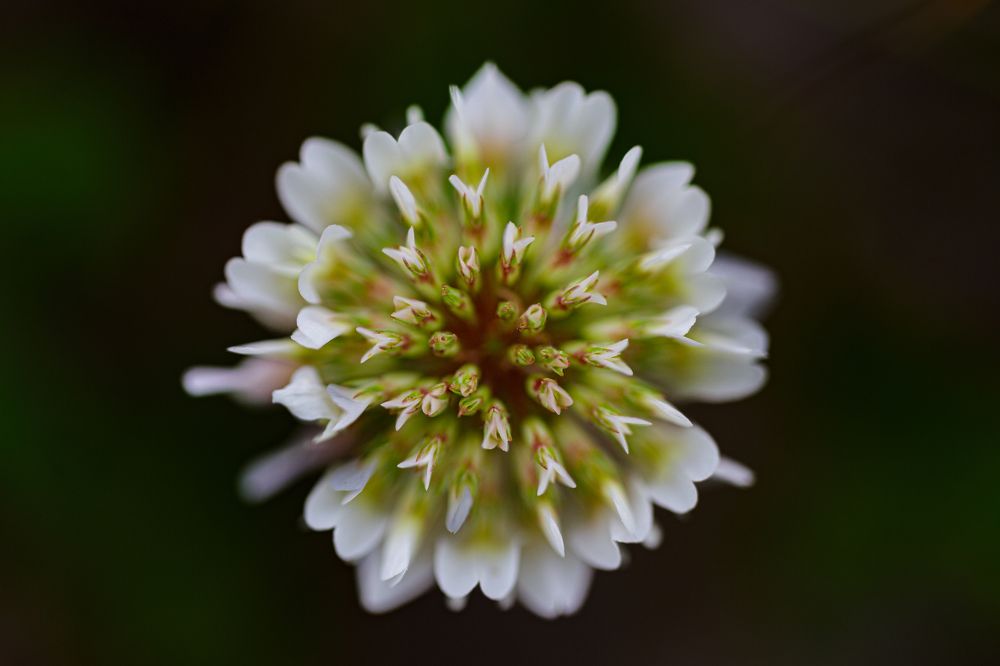 Photograph by Lionel Thenadey