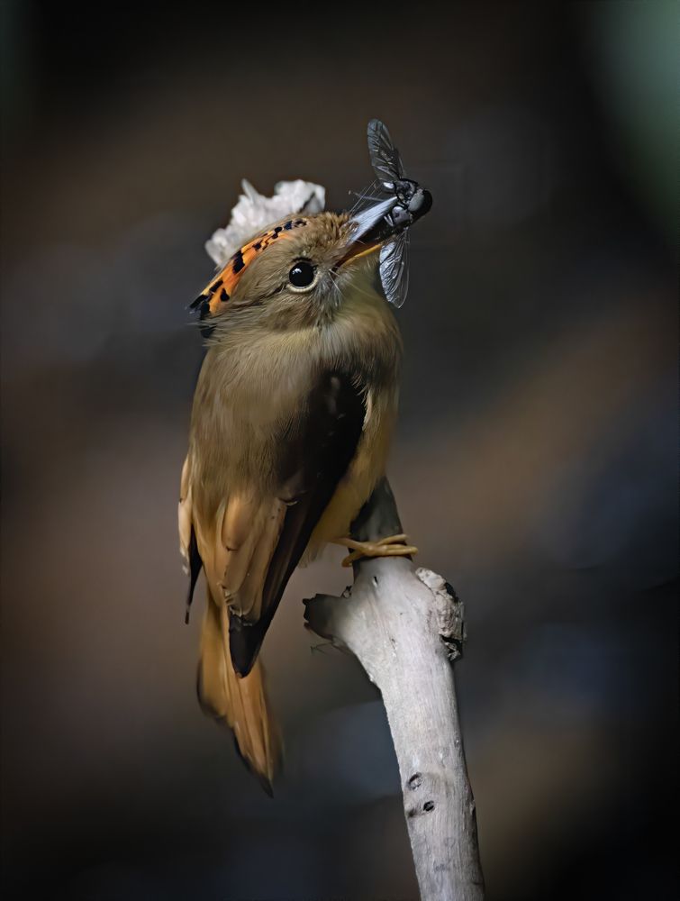 Comida para os filhos