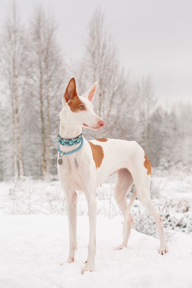 Photograph by Старикова Светлана