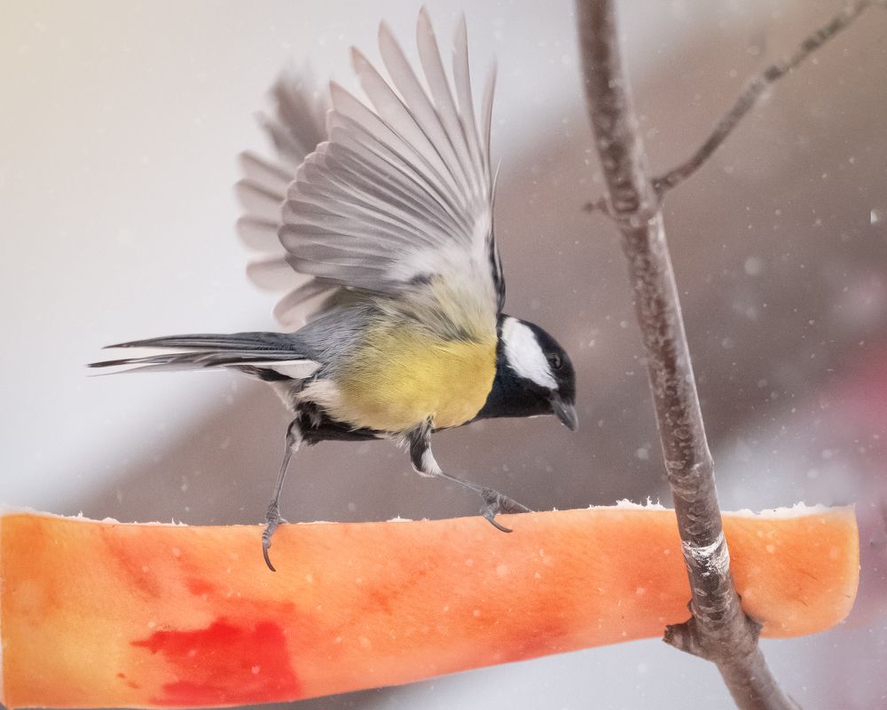 Синица на сале
