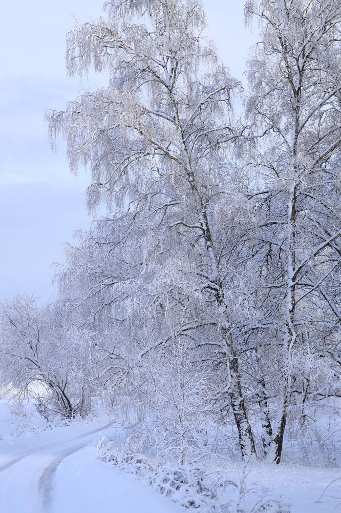 Фотография автора Колосова Елена