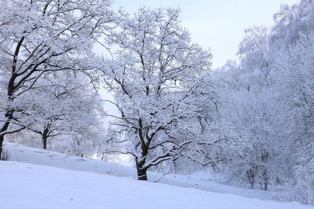 Фотография автора Колосова Елена