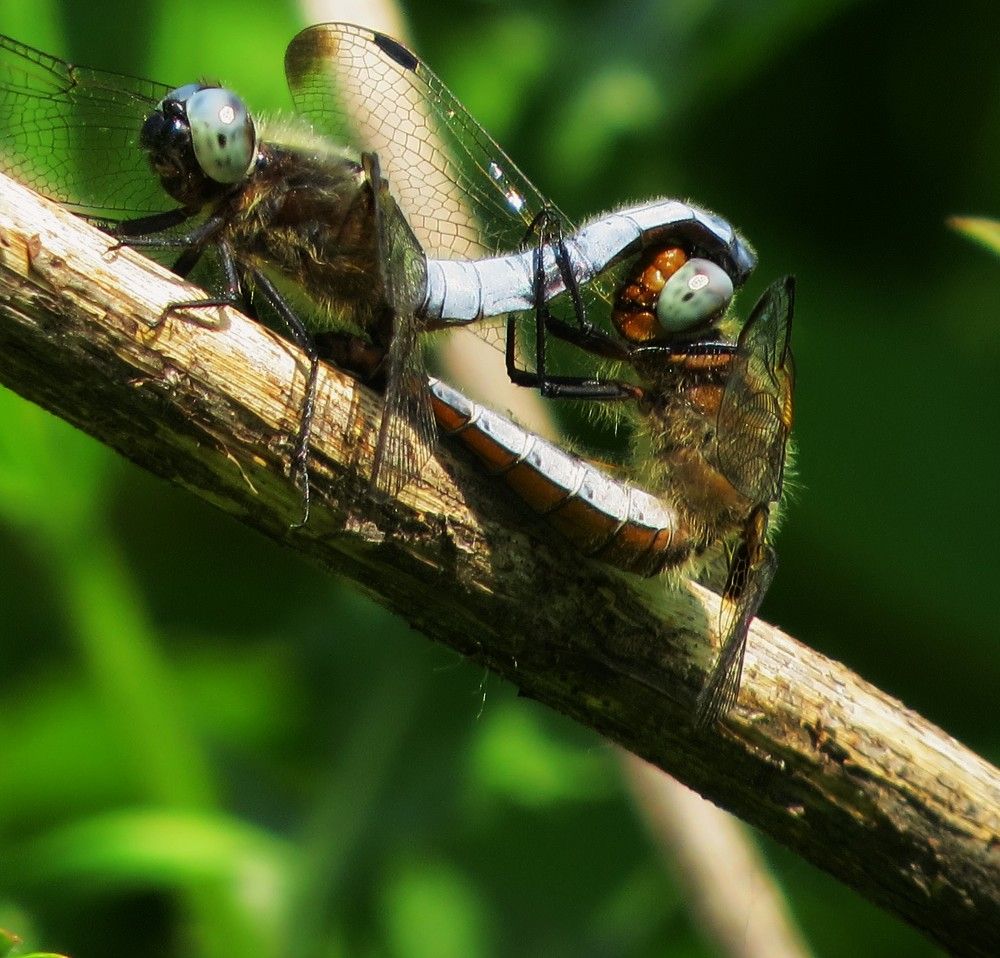 Photograph by Лариса Басова