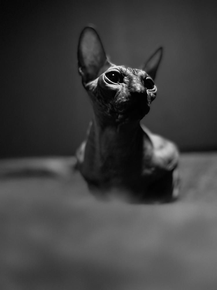 Фотография автора Александра Рябова